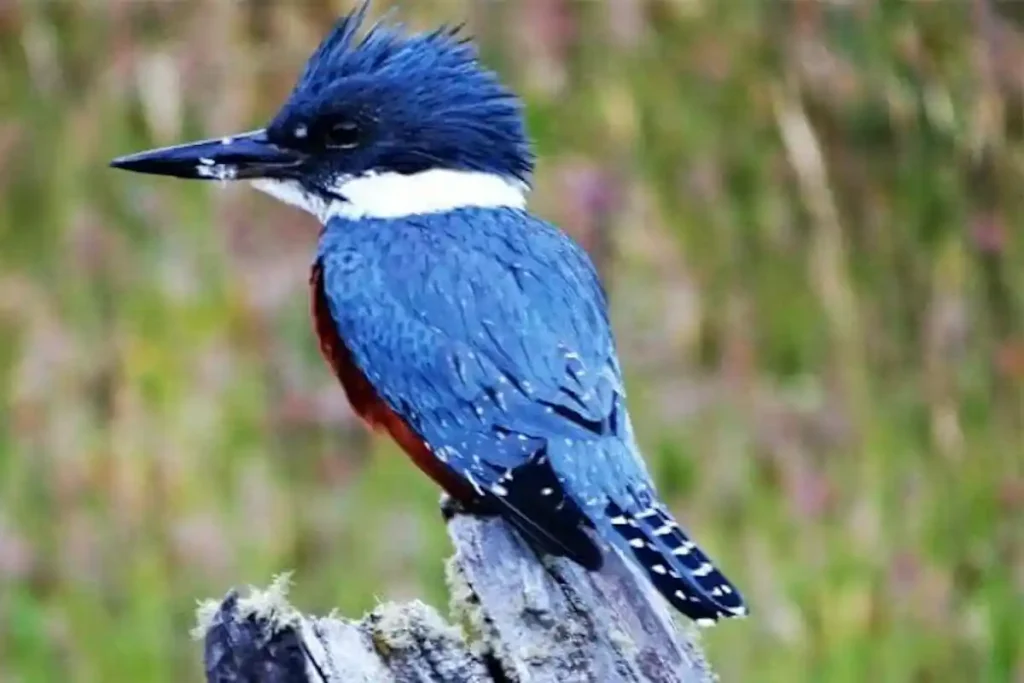Pajaro Martin Pescador
