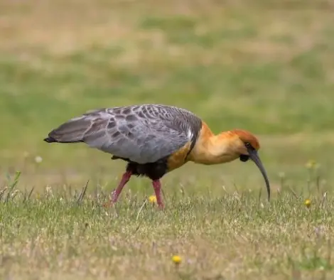 Pajaro Bandurria
